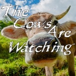 奶牛正在看