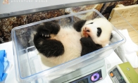 日本和歌山白浜野生动物园新出生大熊猫正式命名为彩浜