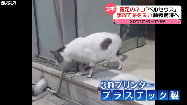 希腊兽医活用3D打印技术 让因事故单腿猫重新行走 