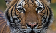 纽约布朗克斯动物园一只4岁老虎确诊感染新冠病毒